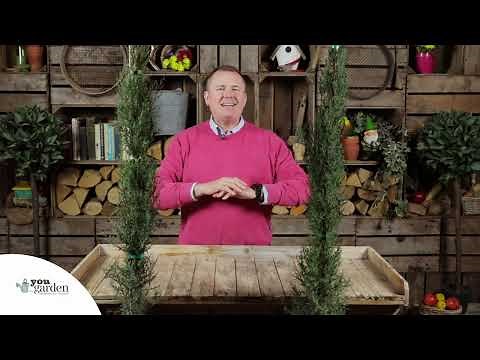 Italian Cypress Trees for the UK - YouGarden