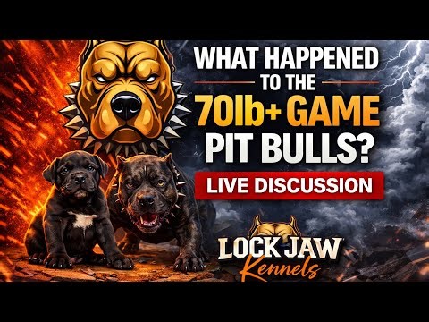 What Happened to the 70lb+ Game Pit Bull? | Live Discussion – Lockjaw Kennels