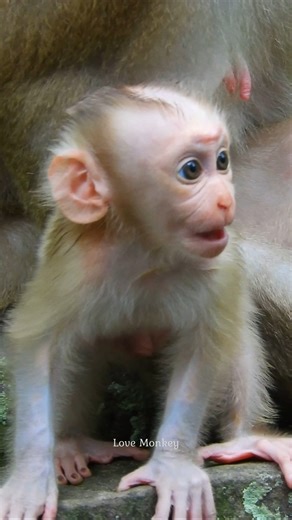 16K views · 577 reactions | Lovely cute baby Lynx | Love Monkey | Facebook