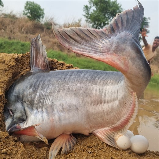 411K views · 2.3K reactions | Top 10 Fishing Video River Dry Place Catching Big Stuck Fish By Hand. Best 2024 Fishing Video #fishing | Fisherman Animal Lover-Original | Facebook