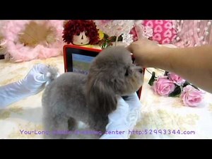 Pocket-Super Tiny Teacup Poodle #101 body proportion show