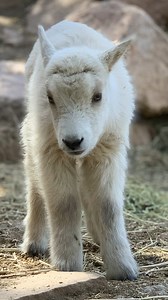 36K views · 3.4K reactions | It's only her first Tuesday on earth,...