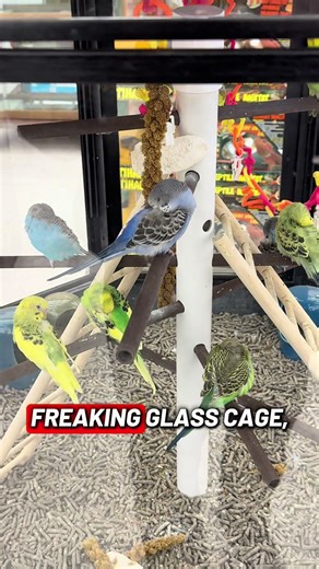 Weird Bird Sounds: What’s Normal?