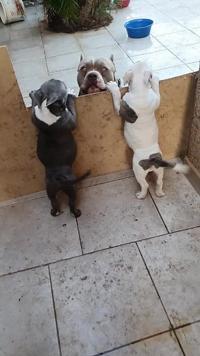 Cachorros American Bully: Amor y Diversión en TikTok