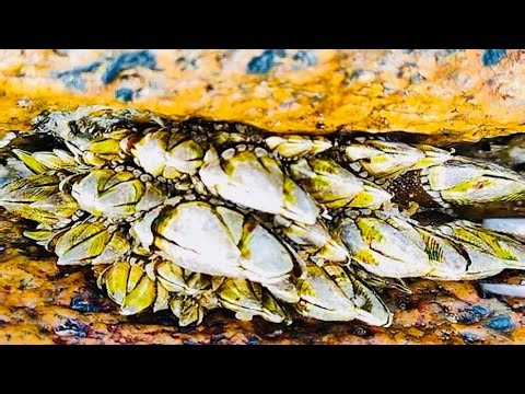 Extreme Satisfying Barnacle Removal - DeepClose-Up Cleaning (FullTransformation)