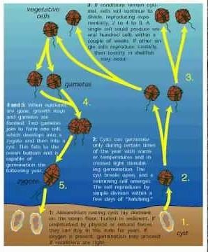 Life Cycle of the Dinoflagellates
