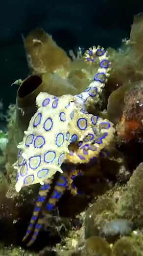 Have you ever seen a blue-ringed octopus while diving? 🐙 Despite their innocent appearance, they are among the most venomous marine species on the planet. 😳 📷 IG user 'kenzokiren' 📍Lembeh, Indonesia | PADI