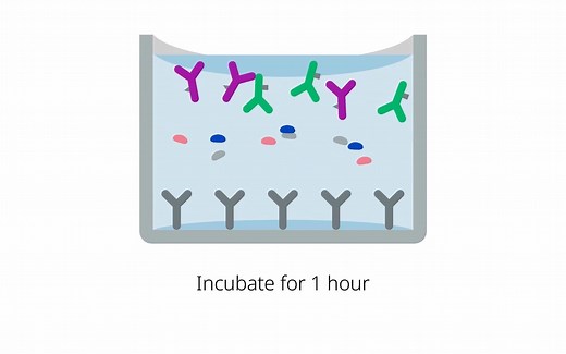 1分钟掌握 Simple Step ELISA试剂盒工作原理，为科研界节省61年