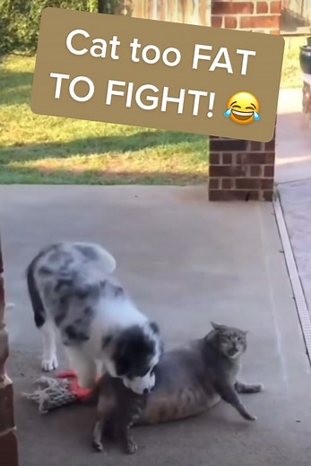 Funny Fat Cat Video Compilation