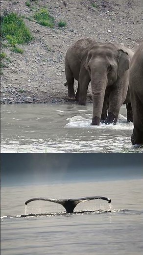 Did you know elephants use their trunks to communicate em...