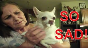 Why is My Dog Foaming at the Mouth and Twitching?