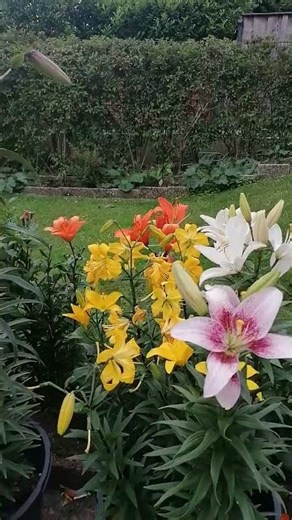 LILIES FLOWERS BLOOM AND FLOWERS ARE LILIES #flowers