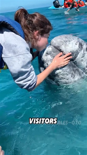 Embracing the gray whale. #animals #cute #shortvideo #whale