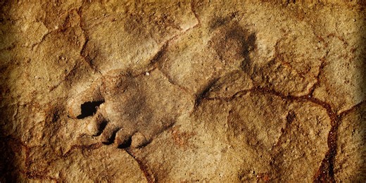 Archaeologists Found 300,000-Year-Old Human Footprints That Rewrite Part of Our Story