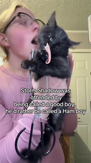 Storm Shadow the Ham Boy: A Cat's Unique Personality