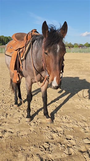 Training Opportunity 🩵 | Blue Pine Quarter Horses