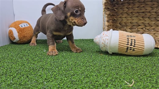 Chiweenie puppy for sale