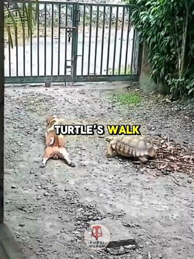 funny dog ​​behavior #shorts