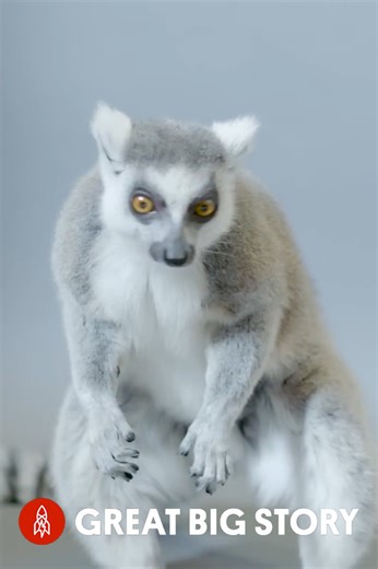 Ring-tailed lemurs, survival in shrinking habitats