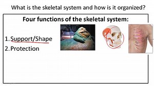 Skeletal System Structure and Function - Overview ( Video ) | Biology