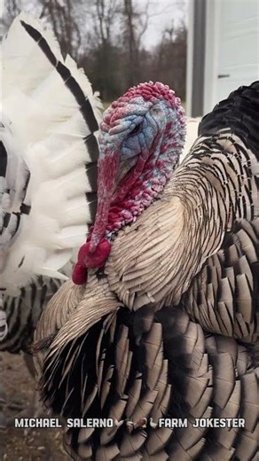 Good Morning Sugar Britches! 🦃#motivation #inspiration #encouragement #farmjokester #michaelsalerno