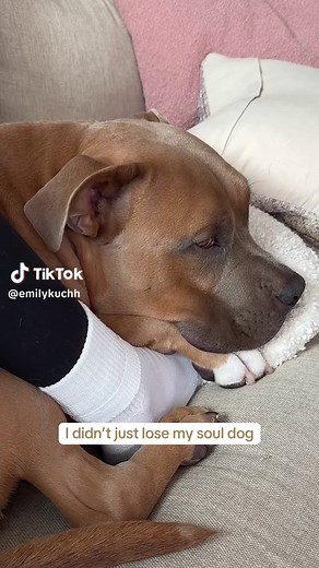 Coping with Pet Loss: Helping Our Dogs Heal