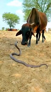 Cow vs Snake. Wait for it! #fight #attack #love #loveyou #viral #fbreels | Shujaa Nelson Matoke
