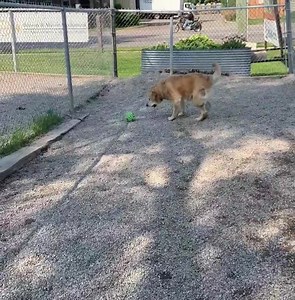 42K views · 608 reactions | Hello humans! I am a 5 year old male...