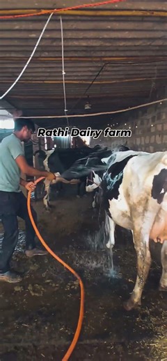 #rathi dairy farm #cow #baffalo