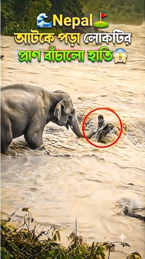 Elephant Rescues Man From Floodwaters 😱🐘🌊 | Viral Rescue Video | #shorts