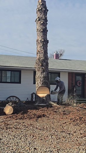 Tree Cutting Fails: Arborist Adventures in Canada