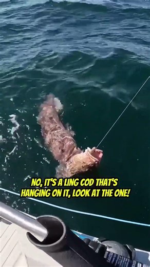 The biggest lingcod I’ve ever seen!