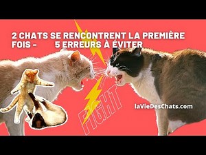 PREMIÈRES RENCONTRES ENTRE DEUX CHATS -TOP 5 erreurs