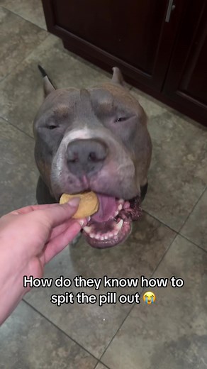 How to Train Your Dog to Take Pills Easily