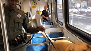 The Valley Transportation Authority is upping its protective service team by adding two highly trained dogs that can sniff out explosives. KCBS Radio's Mike Colgan met Nala and Yoshi, labradors from Ireland, for a demonstration. | KCBS Radio | Facebook