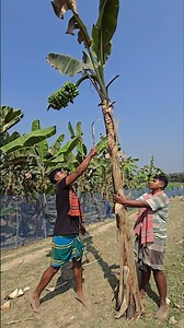 How bananas are cut, food (Episode 4112) 😱🍌