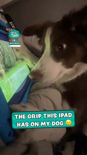 This dog is absolutely locked in to his iPad 😭 | Furry Tails