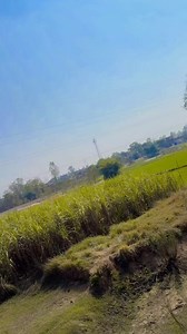 Tera dilbar tera sathi🖤🖤🖤🖤 | Pooja Sharma