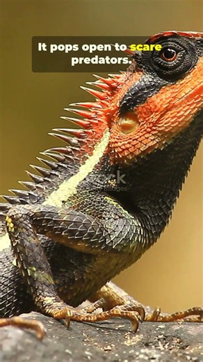 Frilled Lizards are have their unique way #facts #animals #wildlife #FrilledLizard