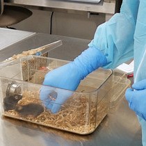 Video: A Mouse Model of Orthopedic Surgery to Study Postoperative Cognitive Dysfunction and Tissue Regeneration