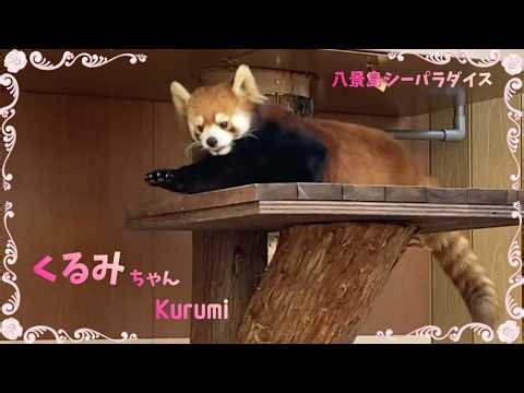 スッキリ夏仕様のくるみちゃん❤️ [八景島シーパラダイス] レッサーパンダ
