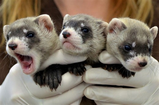 The precious genes of the world’s first cloned ferret could help save her species