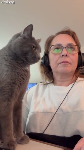 Cat interrupts work for attention
