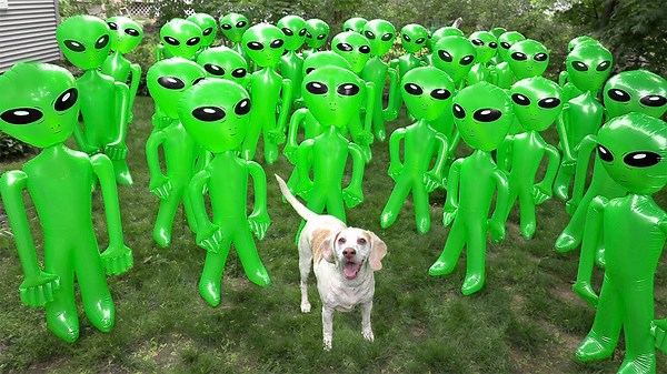 Dogs Save the Day in Silly Alien Invasion Prank