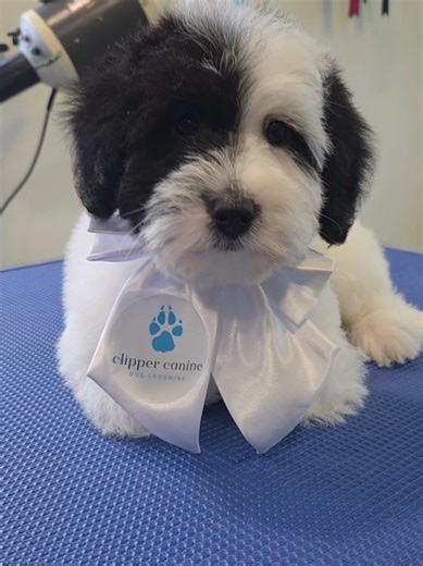 Mini Labradoodle Puppy! spot.. #labradoodle #puppylove #newdog #baby #salonlife