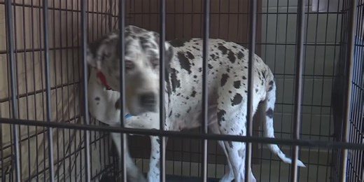 Volunteers and supplies needed after huge dog rescue in Newton County, Mo.