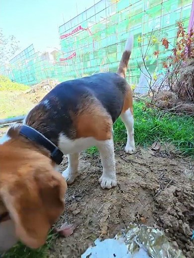 When the Son Pretends to Be a Dog - A Heartwarming Family Moment