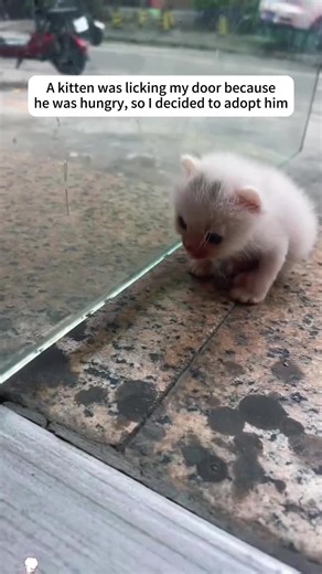 Kitten Adoption Story: From Hungry to Home