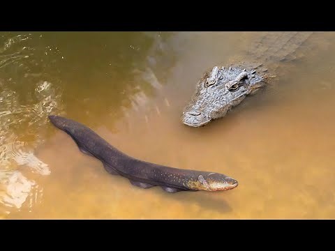 Electric Eel vs Alligator! Will it Survive 860 Volts of Electricity? Science Experiment | Case Study