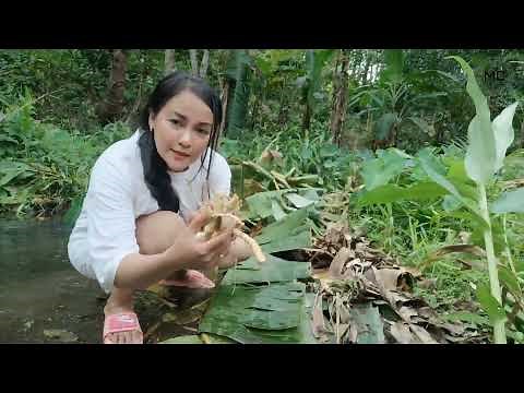 ARROWROOT/URARO PLANT/FARM/rural life /probinsyana life/VEGETABLE